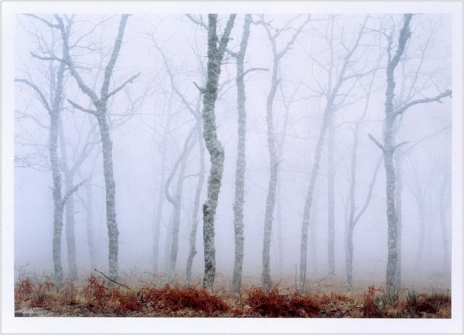 Axel Hütte. Yuste II (Foggy Forest), 2002 (Imaxe da colección Helga de Alvear)